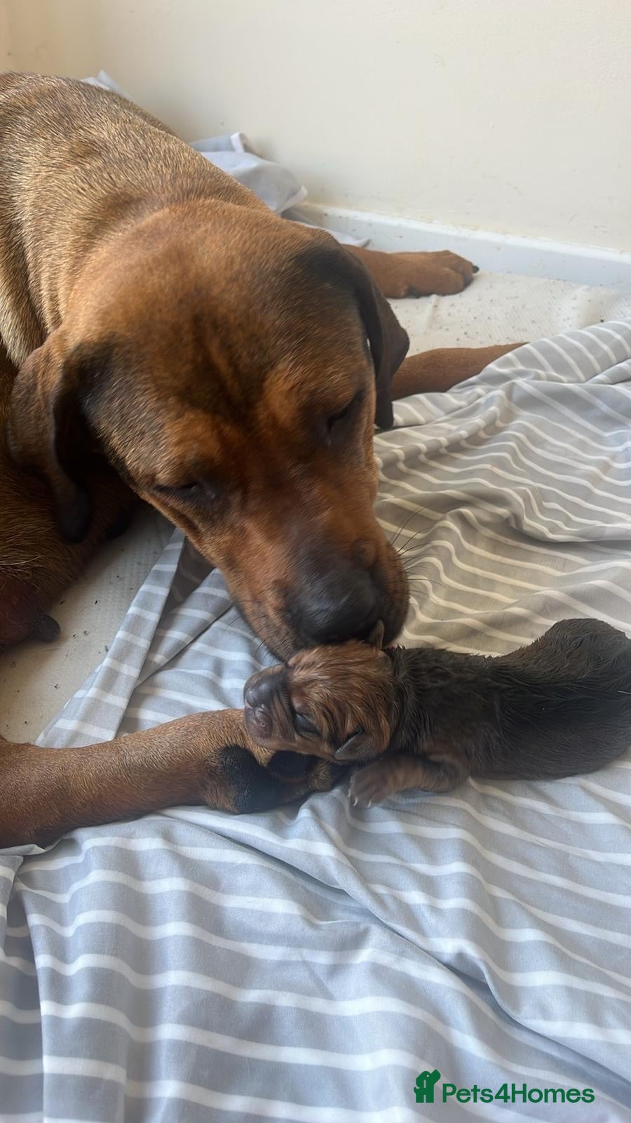 Mixed Breed dogs CANE CORSO X ROTTWEILER  - Advert 17