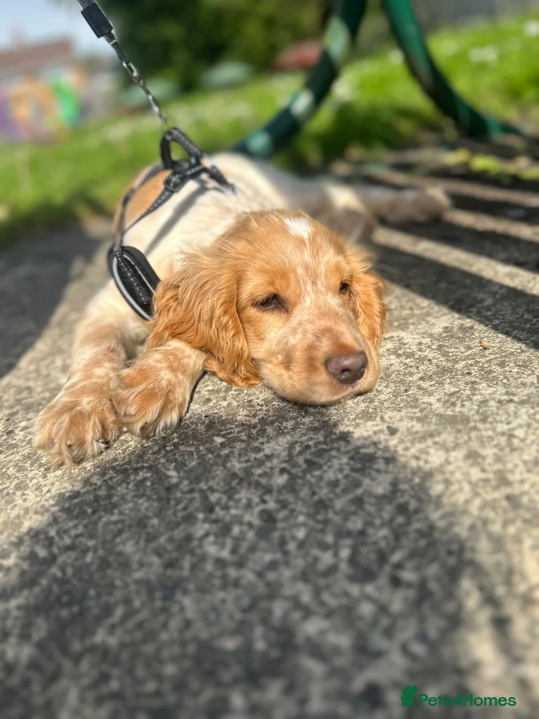 Sprocker dogs for sale: Sproker  - Advert 2