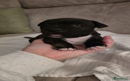 Staffordshire Bull Terrier dogs for sale: 3 Beautiful little staff boys - Image 9