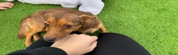 Jack Russell dogs for sale: Miniature Jack Russell puppy’s for sale  - Advert 2