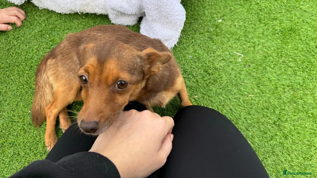 Jack Russell dogs for sale: Miniature Jack Russell puppy’s for sale  - Advert 2
