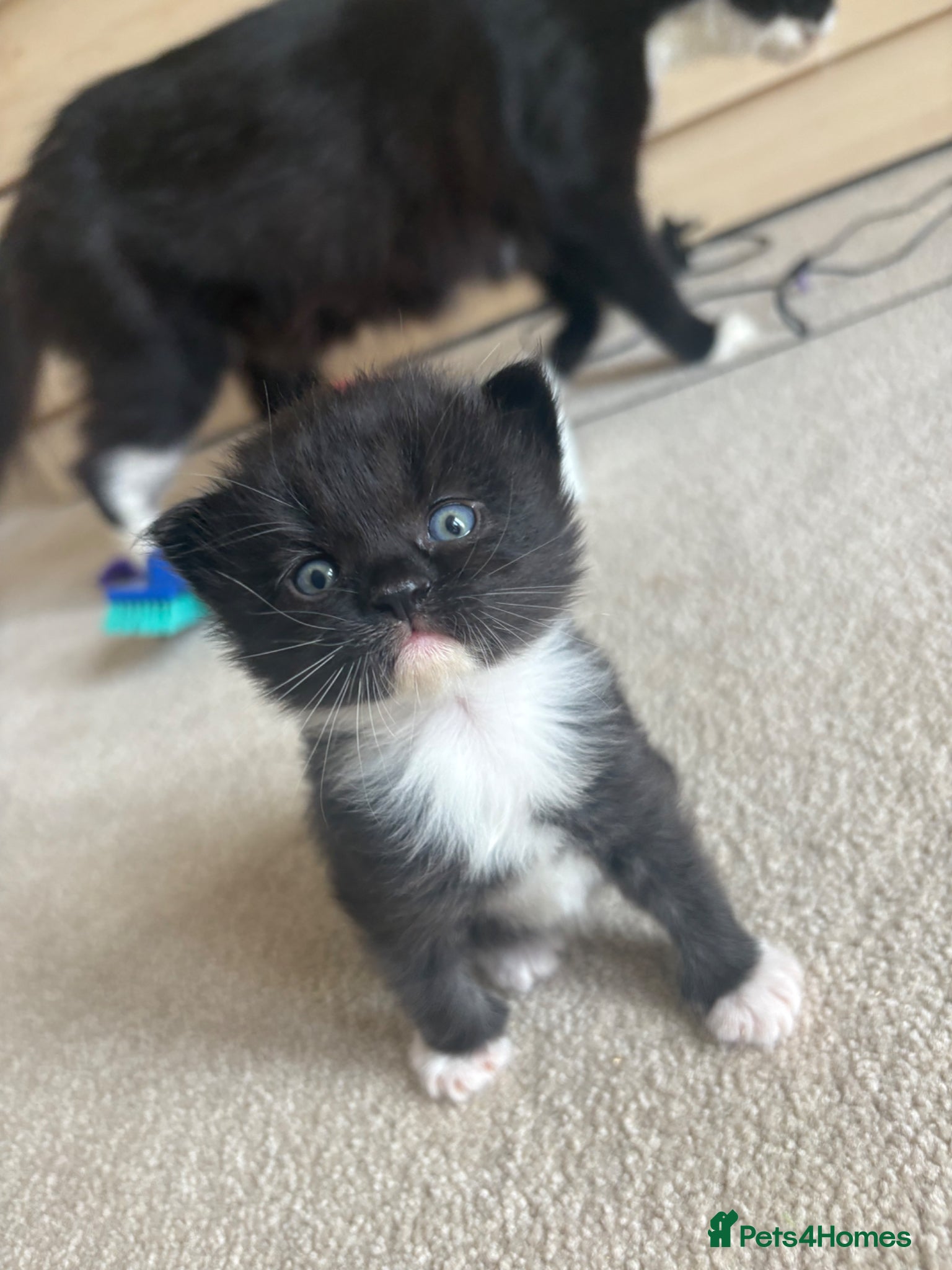 Mixed Breed cats Kittens  - Advert 16