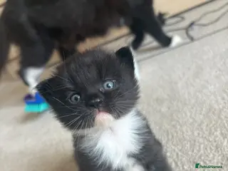 Mixed Breed cats Kittens - Advert 16