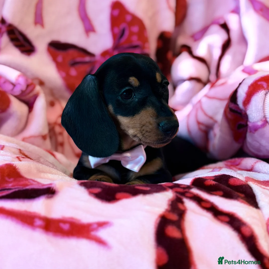 Miniature Dachshund dogs for sale: 💜🎀 FINAL GIRL REDUCED!!! 🎀💜 - Advert 5