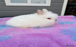 Lionhead rabbits for sale: Lionheads Baby Bunnies  - Image 2