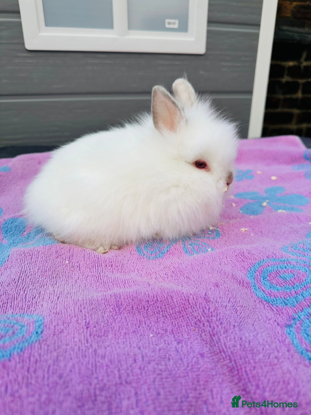 Lionhead rabbits for sale: Lionheads Baby Bunnies  - Image 2