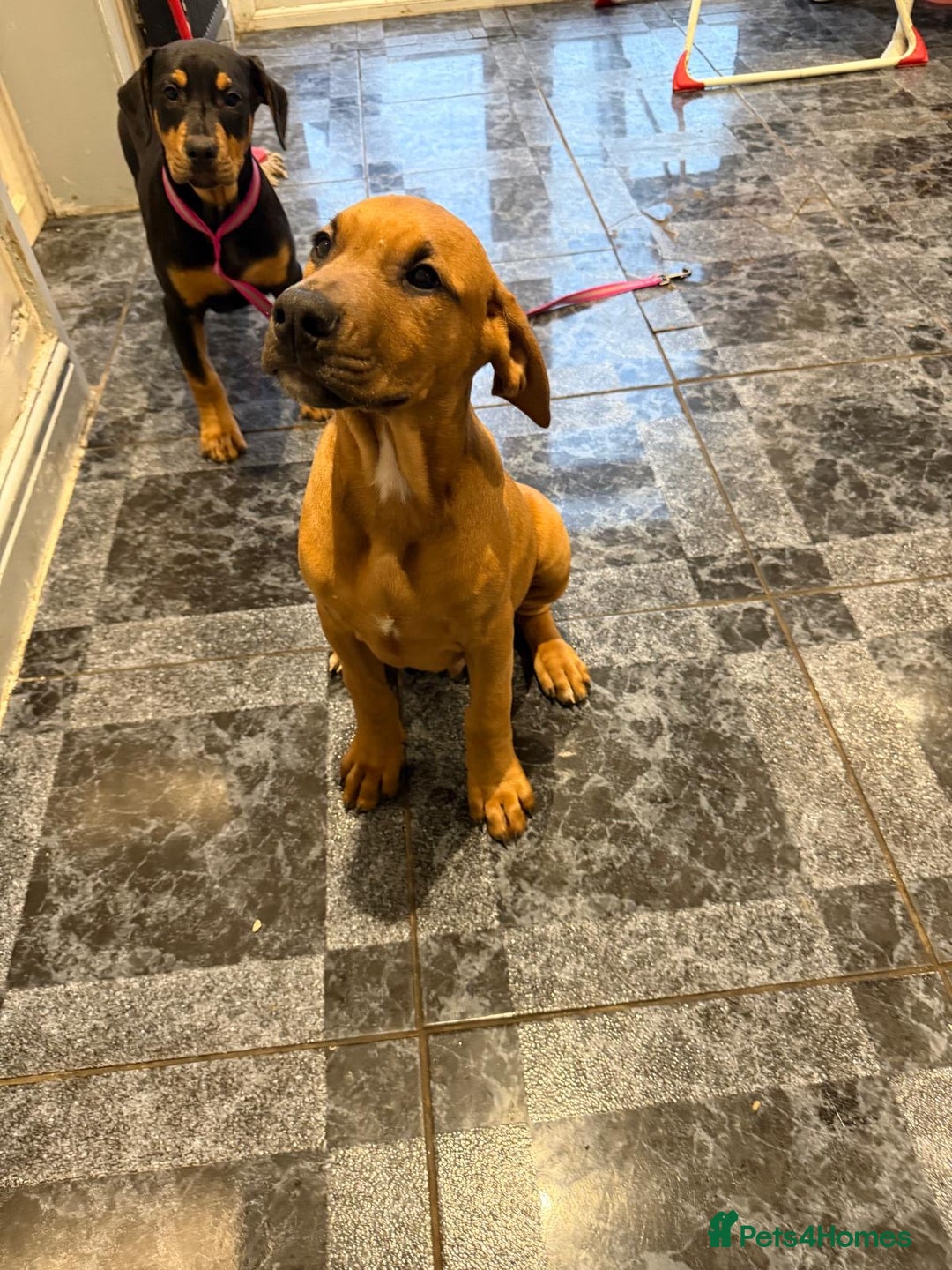 Mixed Breed dogs for sale: Puppy’s available  - Advert 1