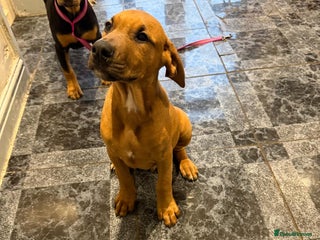 Mixed Breed dogs Puppy’s available - Advert 6