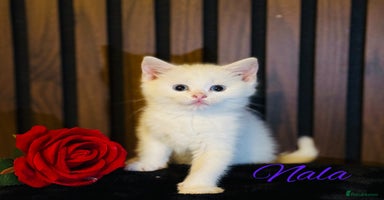 British Shorthair cats - Advert 16