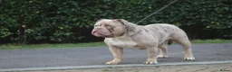 Olde English Bulldogge dogs for stud: Olde English bulldog stud  - Advert 4