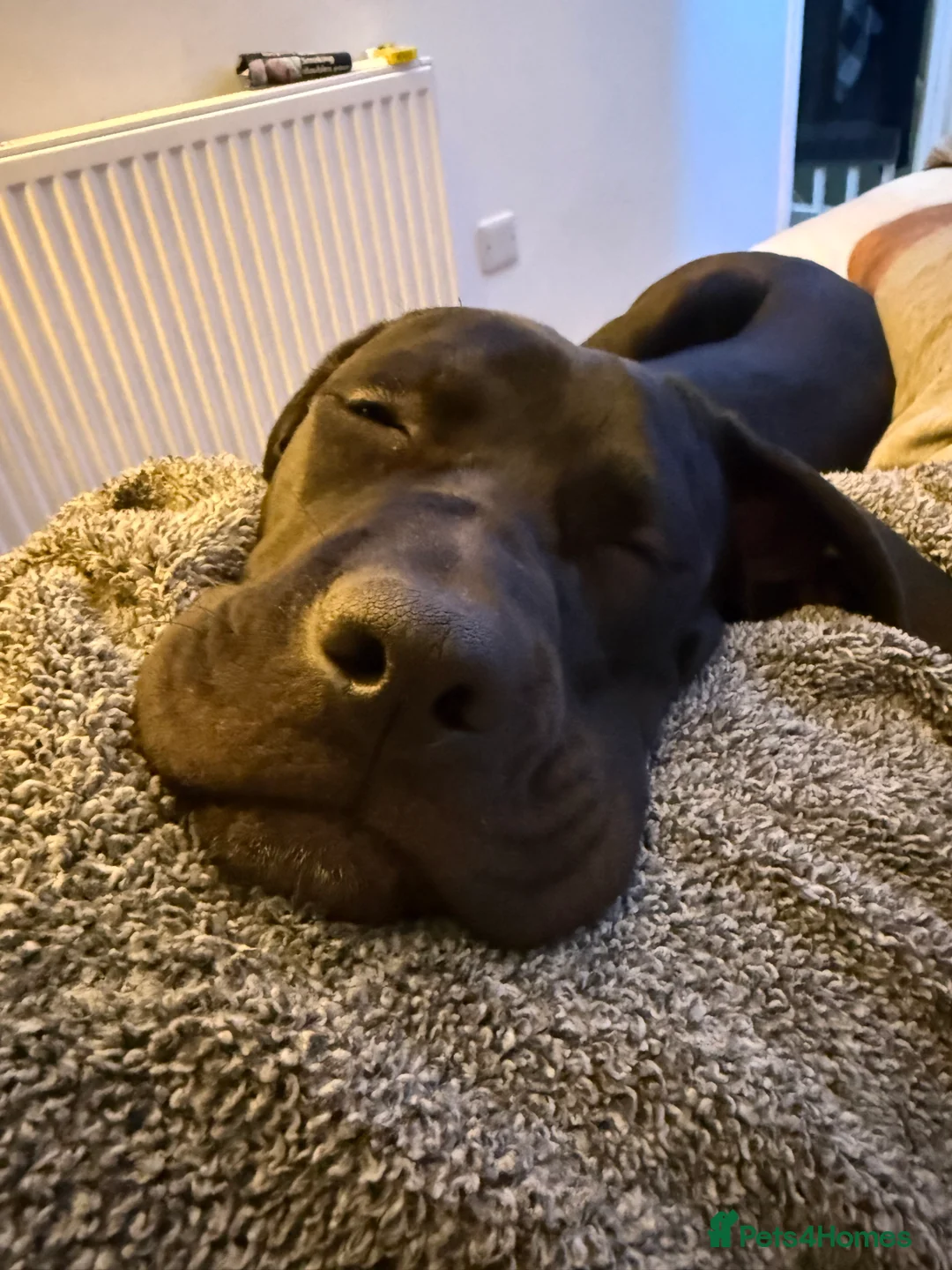 Cane Corso dogs for sale: Nova. - Advert 2