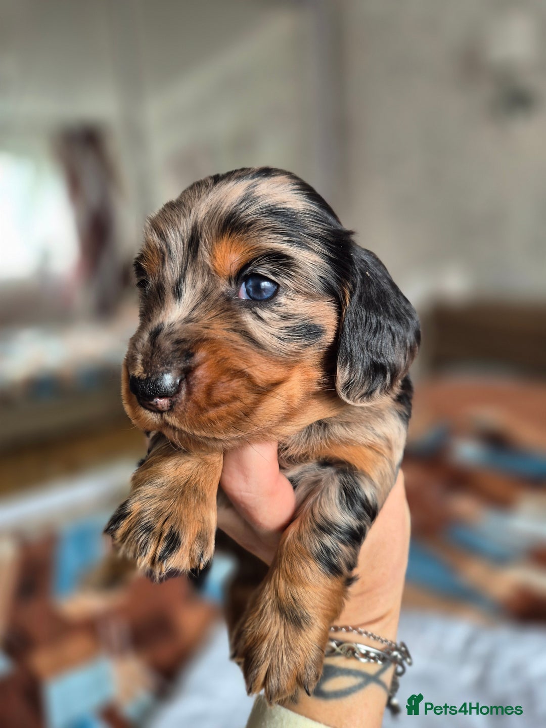 Dachshund dogs for sale: Miniature dachshund puppies PRA CLR - Image 14