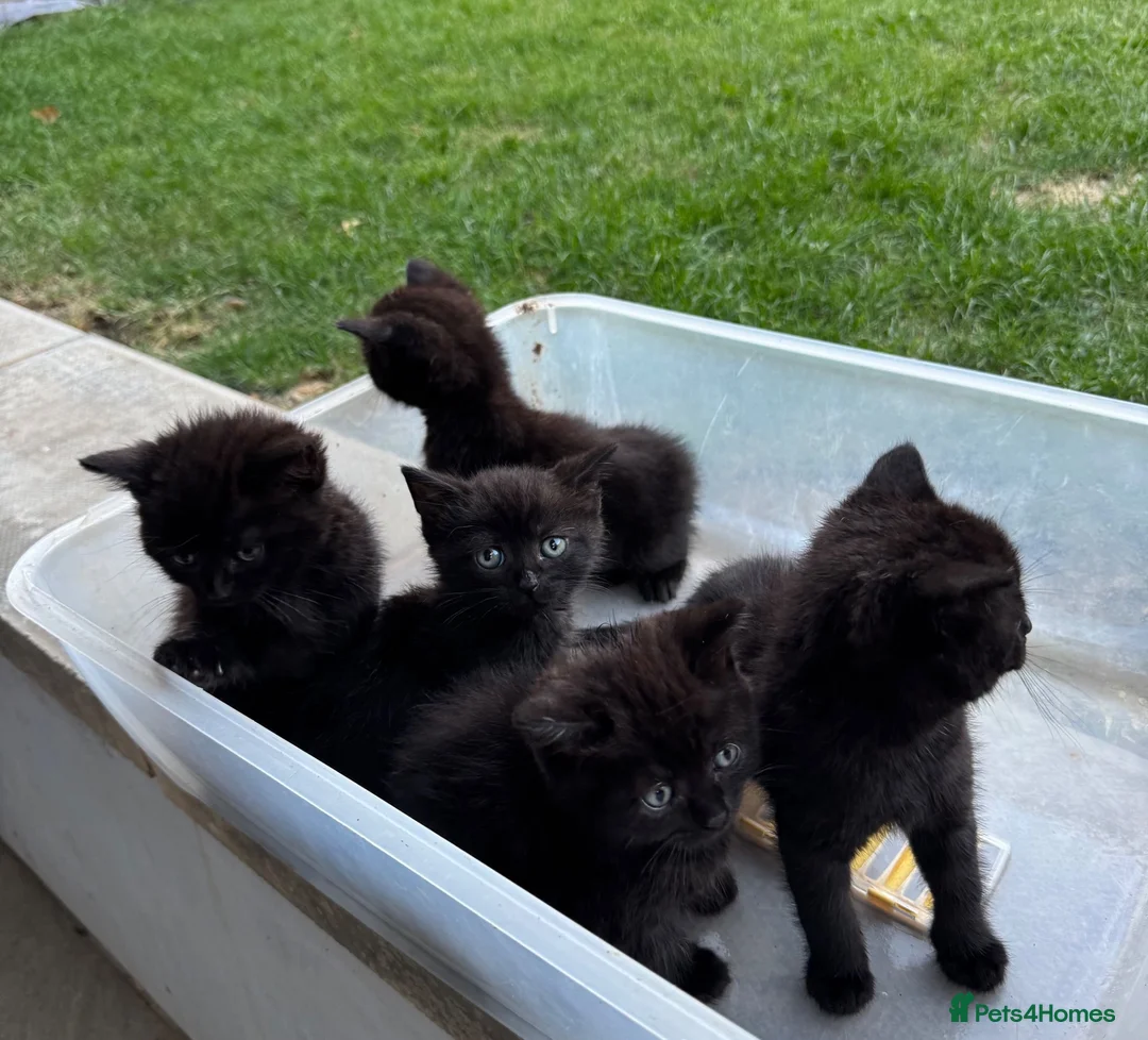 Mixed Breed cats for sale: Mixed British shorthair kittens grey and black - Advert 2