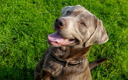 Labrador Retriever dogs for stud: Silver Labrador Stud- KC Registered  in Uttoxeter - Image 3