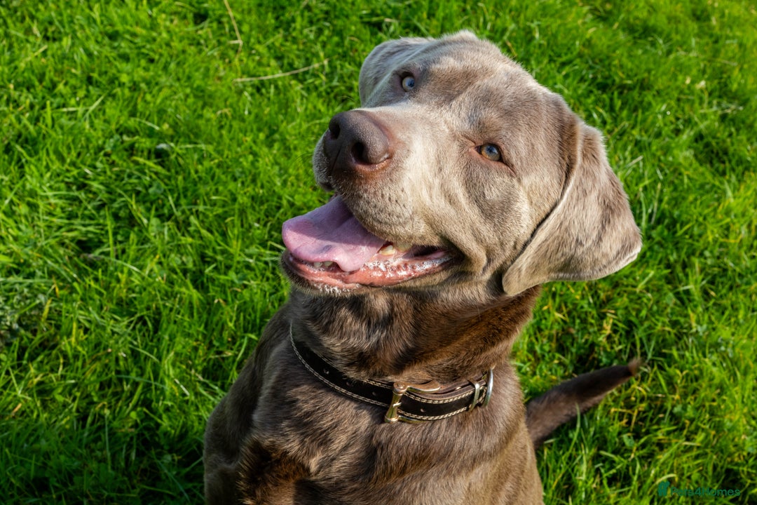Labrador Retriever dogs for stud: Silver Labrador Stud- KC Registered  in Uttoxeter - Image 3