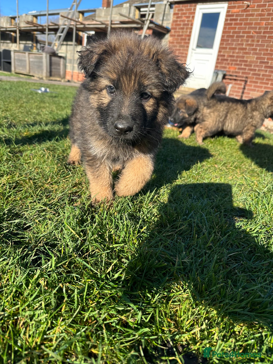 German Shepherd dogs for sale: Beautiful Litter of German Shepherd Puppies - Advert 27