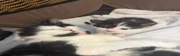 Mixed Breed cats for sale: Kittens For Sale - Advert 7