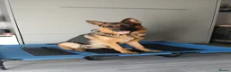 German Shepherd dogs for sale: Shadow in Southampton - Advert 1