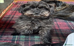 Maltipoo dogs for sale: Stunning Maltipoo Puppies ⭐️ DNA Tested ⭐️ - Image 28
