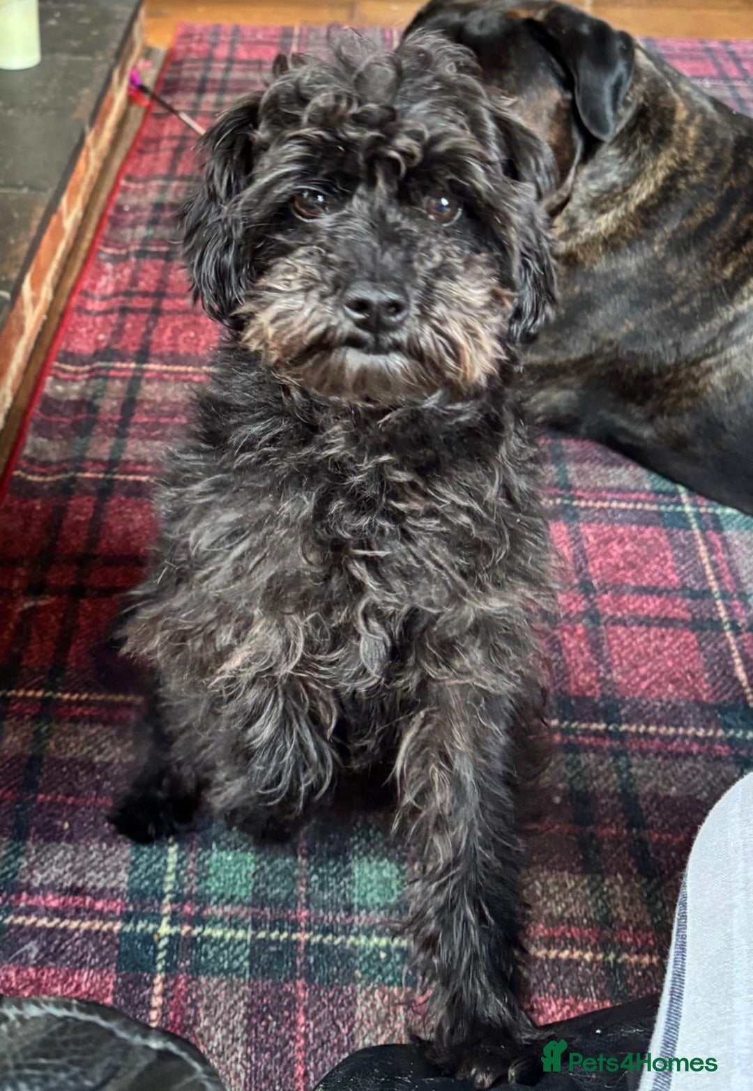 Maltipoo dogs for sale: Stunning Maltipoo Puppies ⭐️ DNA Tested ⭐️ - Image 28