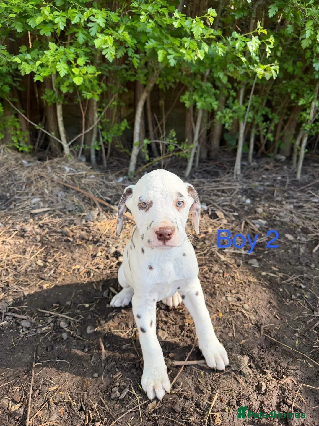 Dalmatian dogs for sale: Liver spot Dalmatian puppy’s  - Advert 5