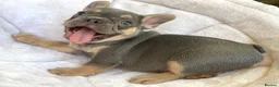 French Bulldog dogs for sale: 2 LEFT!! TOP QUALITY FRENCH BULLDOG PUPPIES - Advert 3