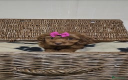 Cockapoo dogs for sale: Ready now  - Advert 6