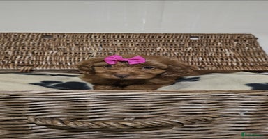 Cockapoo dogs Only 2 now Ready now vet checked  - Advert 16