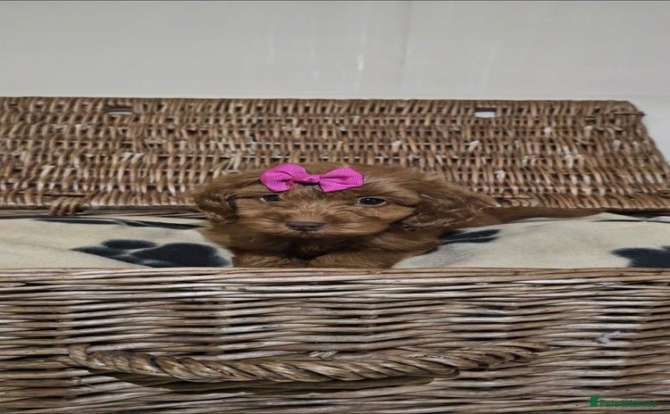 Cockapoo dogs Only 3 now Ready now vet checked  - Advert 13