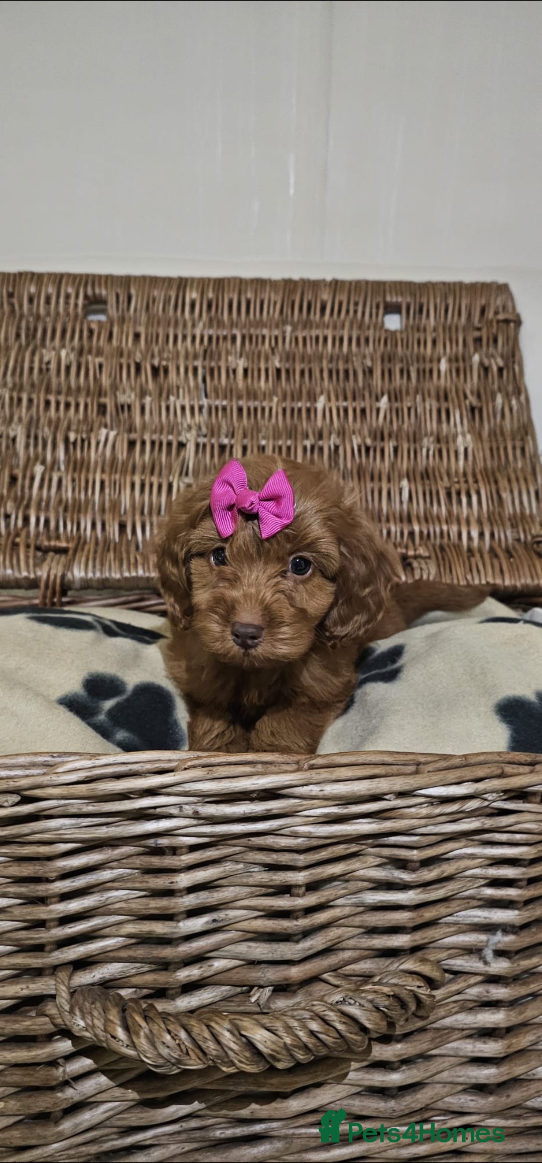 Cockapoo dogs for sale: Ready now  - Advert 6