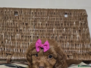 Cockapoo dogs Only 3 now Ready now vet checked - Advert 17