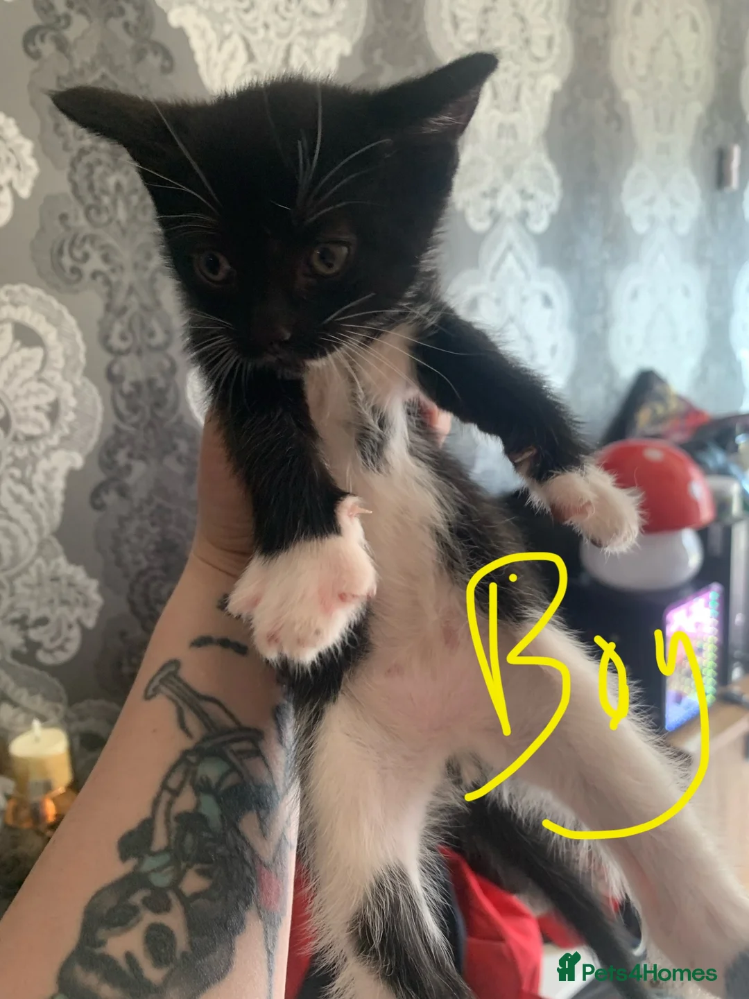 Mixed Breed cats for sale: Half bengal half domestic kittens  - Advert 2