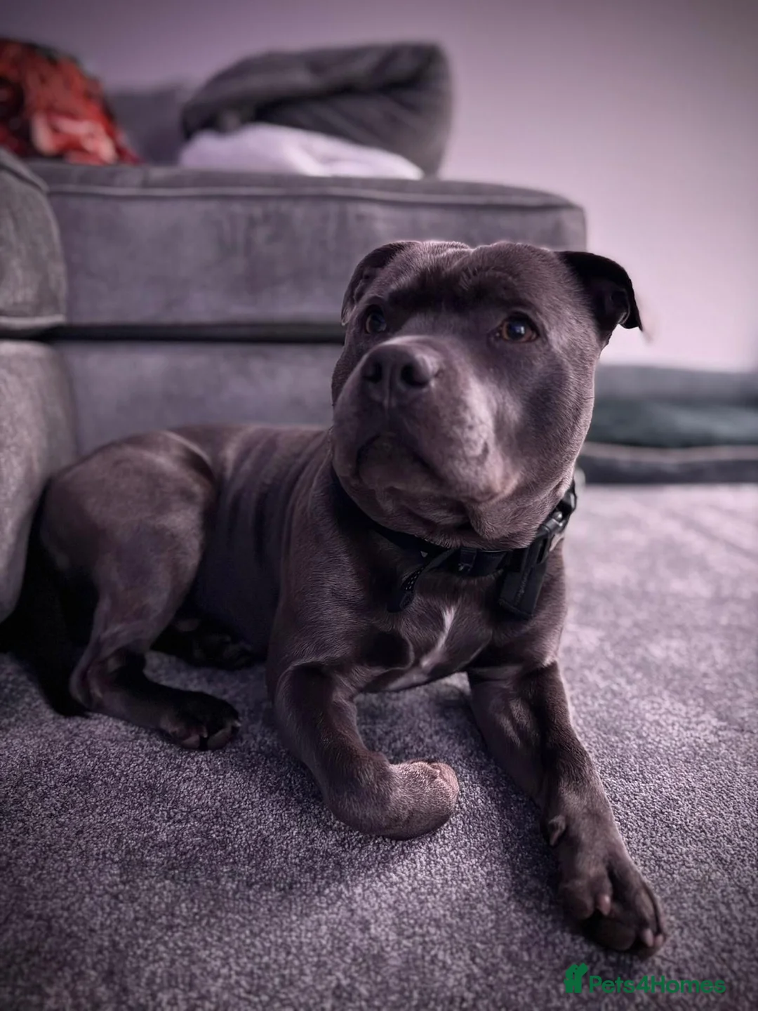 Staffordshire Bull Terrier dogs for stud: Blue Staffy for Stud - Advert 6