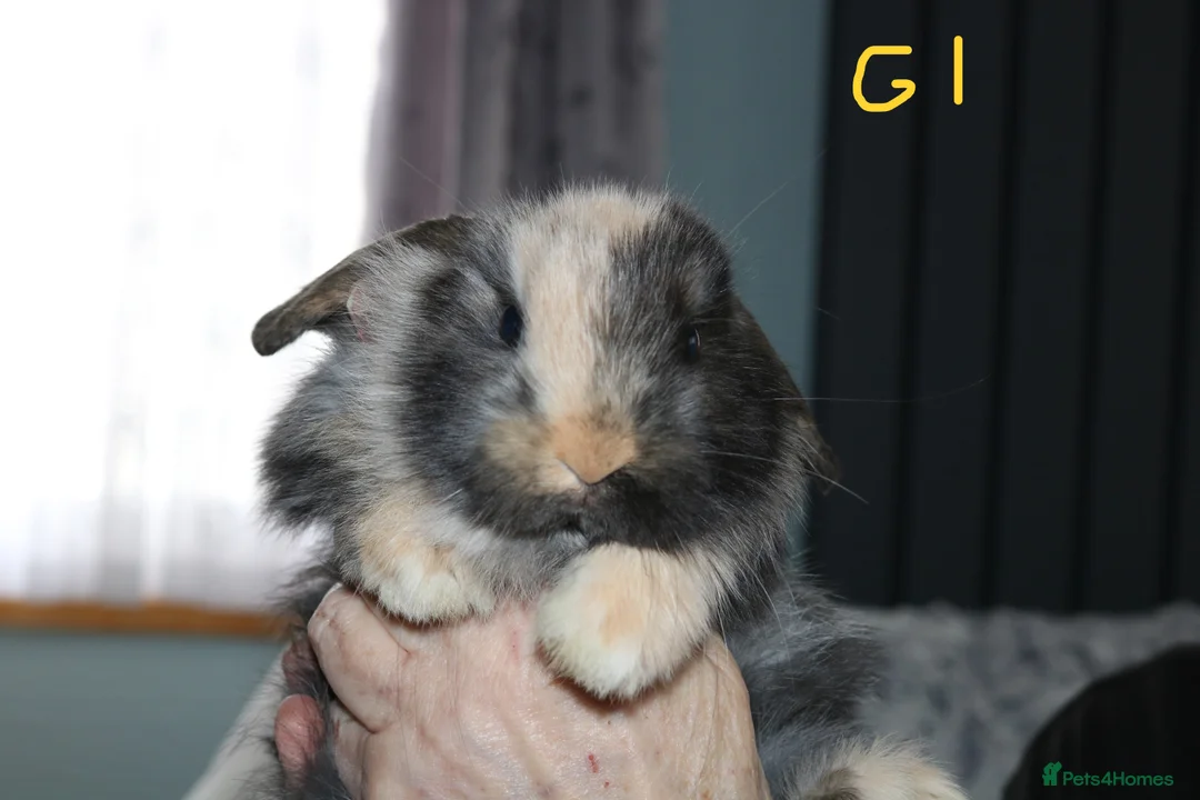 Mini Lop rabbits for sale: 4 Mini Lop Babies  - Advert 1