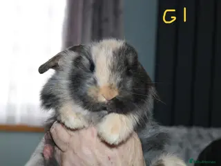 Mini Lop rabbits for sale: 4 Mini Lop Babies - Advert 1