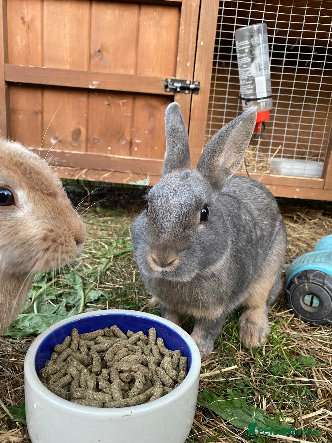 Lionhead rabbits for sale: Beautiful Lionhead rabbit 4 months old girl  - Image 5