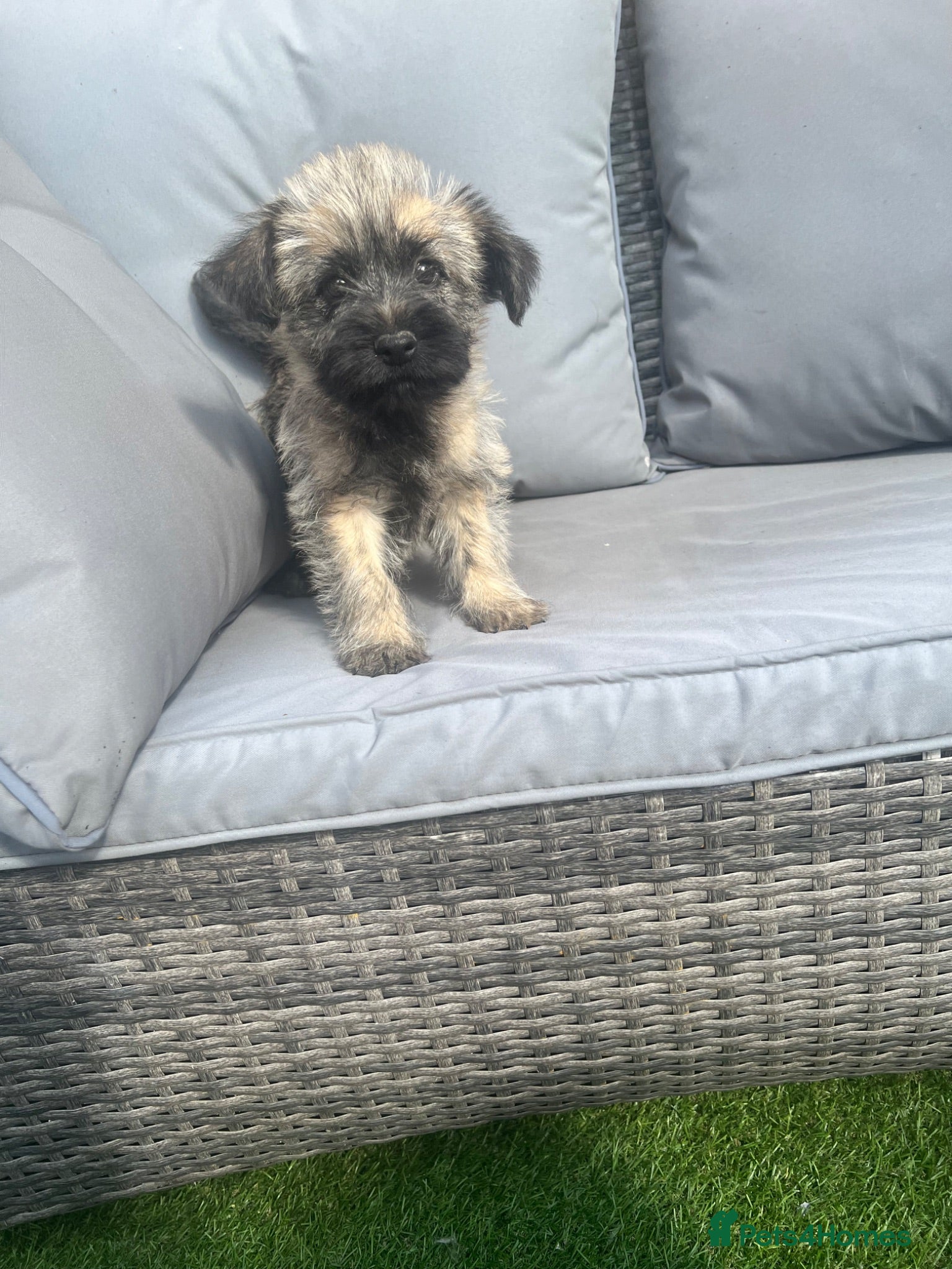 Cairn Terrier dogs Cairn terrier puppy’s  - Advert 1