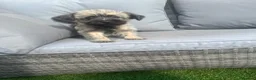Cairn Terrier dogs for sale: Cairn terrier puppy’s  - Advert 1