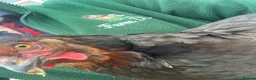 Chickens poultry for sale: Point of lay hens for sale  - Advert 9
