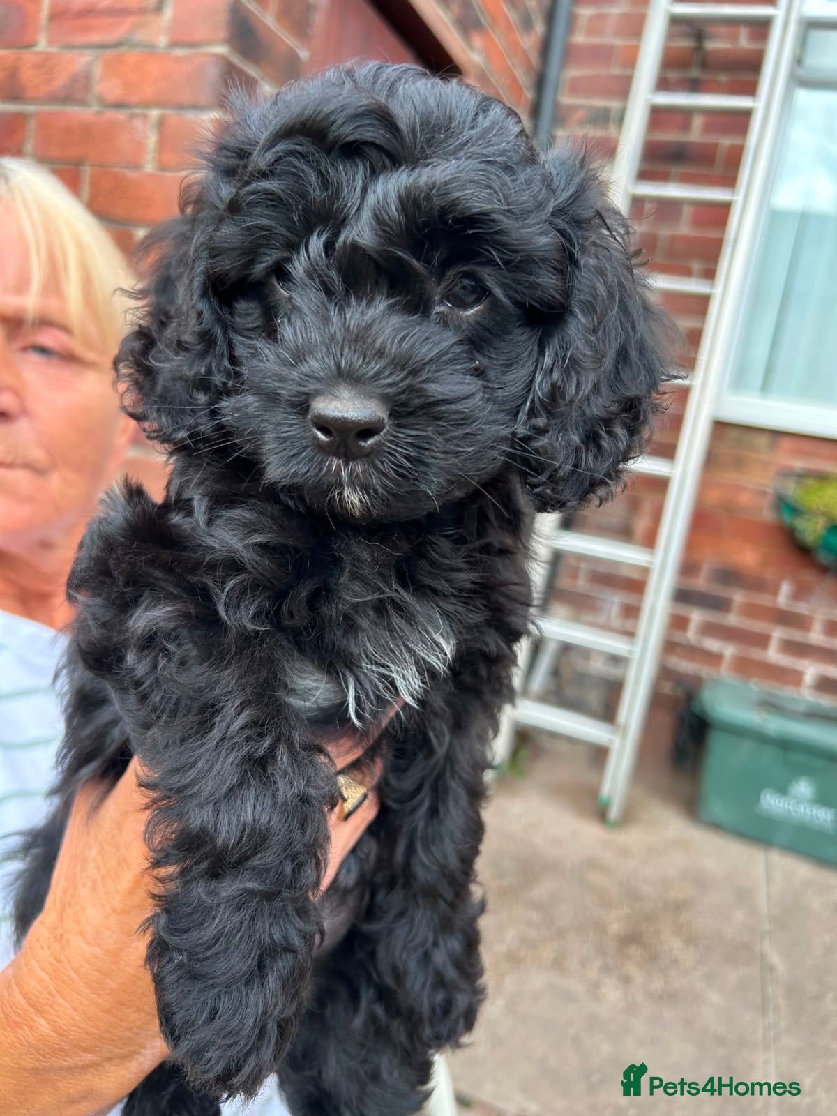 Cavapoo dogs ⭐️4 Stunning little black cavapoos⭐️ - Advert 1