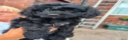 Cavapoo dogs for sale: ⭐️4 Stunning little black cavapoos⭐️ - Advert 1