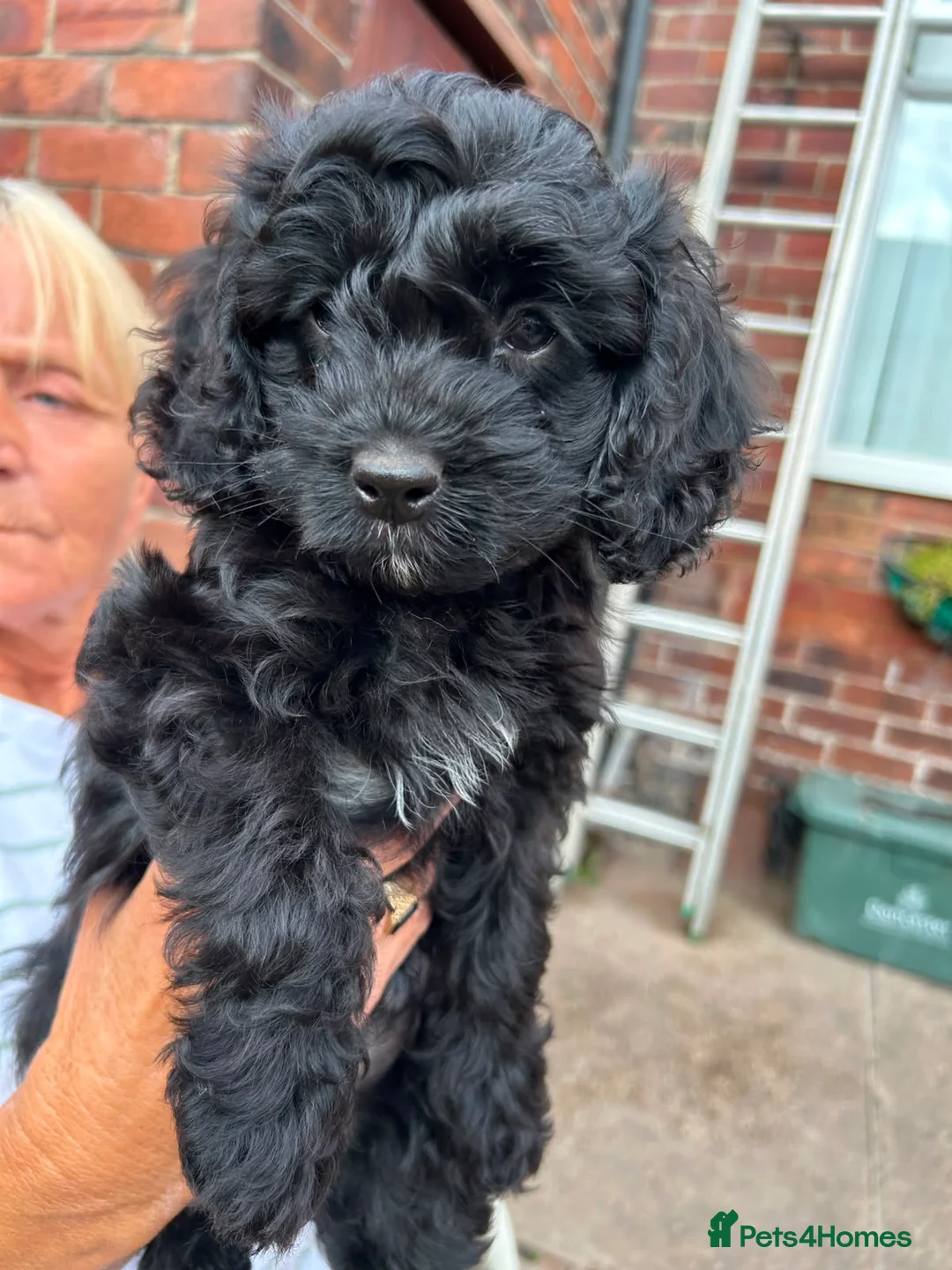 Cavapoo dogs for sale: ⭐️4 Stunning little black cavapoos⭐️ - Advert 1