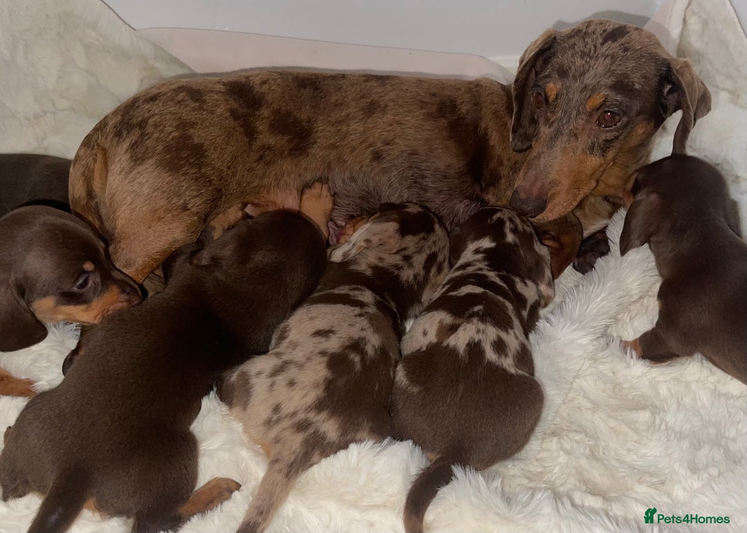 Miniature Dachshund dogs for sale: Miniature dachshund puppies - Image 13