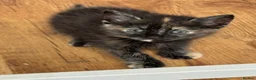 Mixed Breed cats for sale: American shorthair x bsh kittens please red descrp in Belvedere - Advert 15