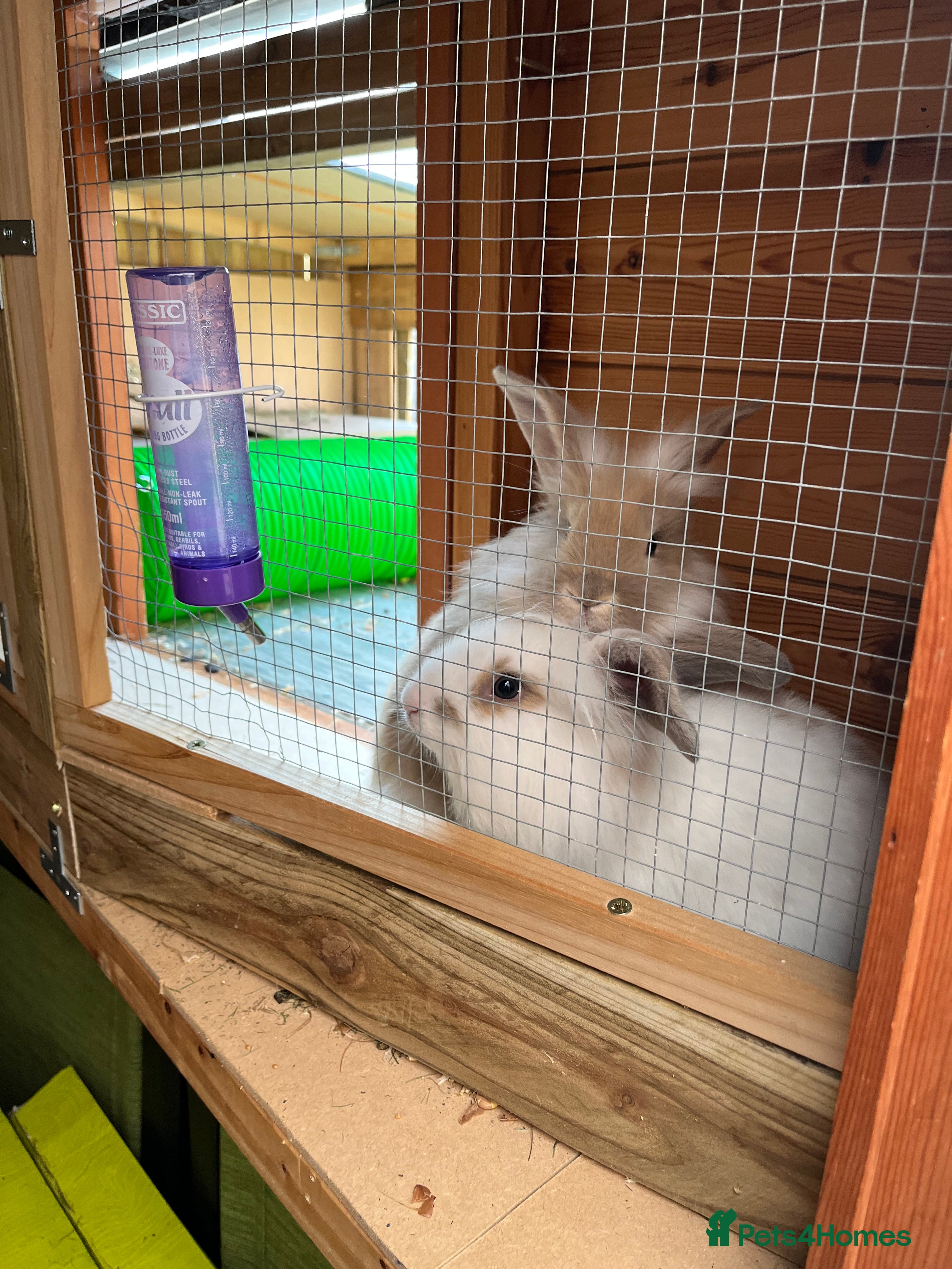 Lionhead rabbits 2 Lionhead rabbits  - Advert 7