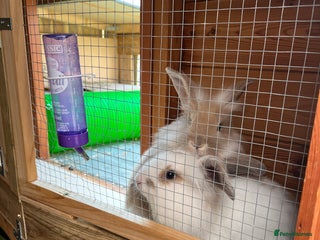 Lionhead rabbits - Advert 14