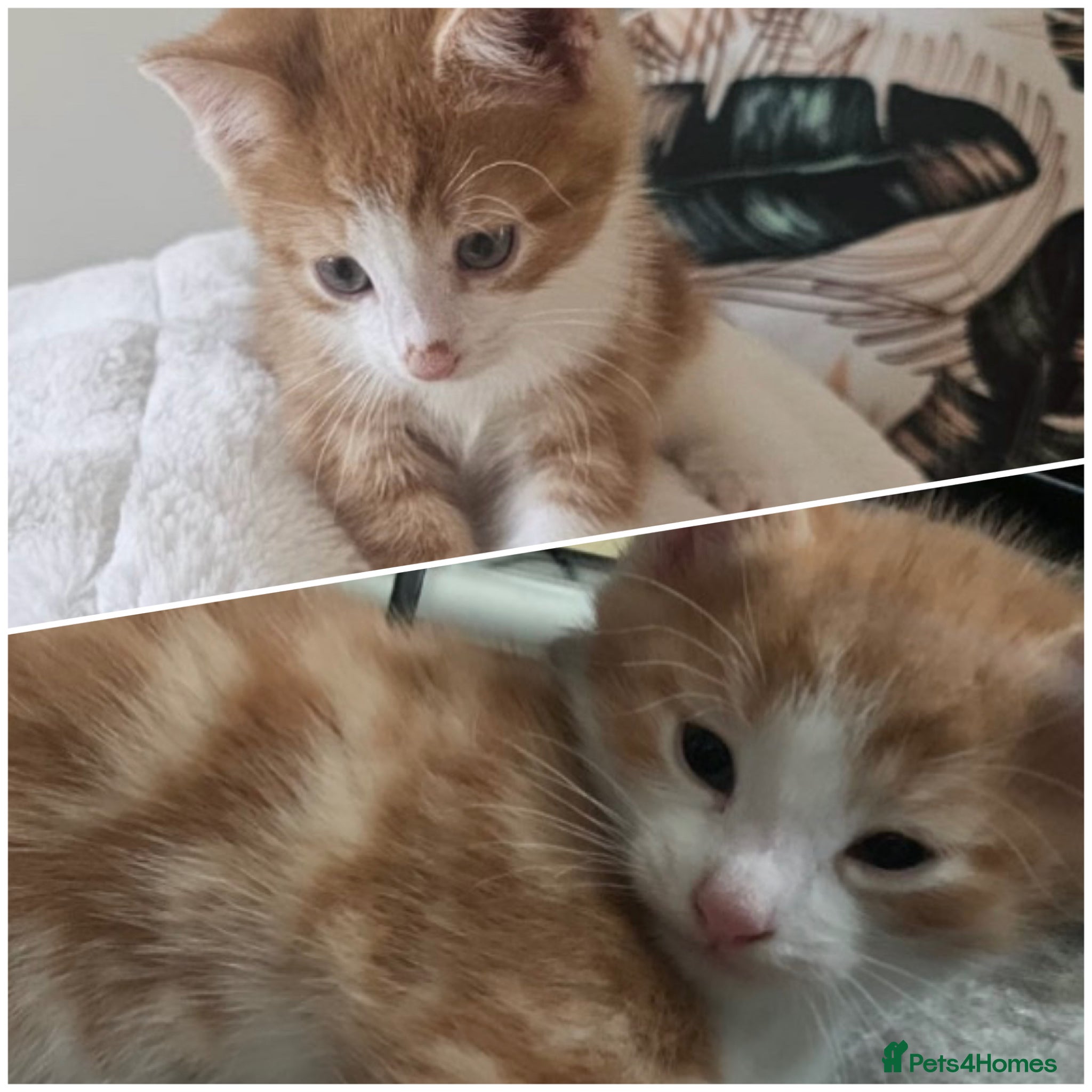 Mixed Breed cats Two ginger kittens beautiful markings  - Advert 5