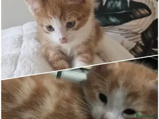 Mixed Breed cats Two ginger kittens beautiful markings - Advert 5