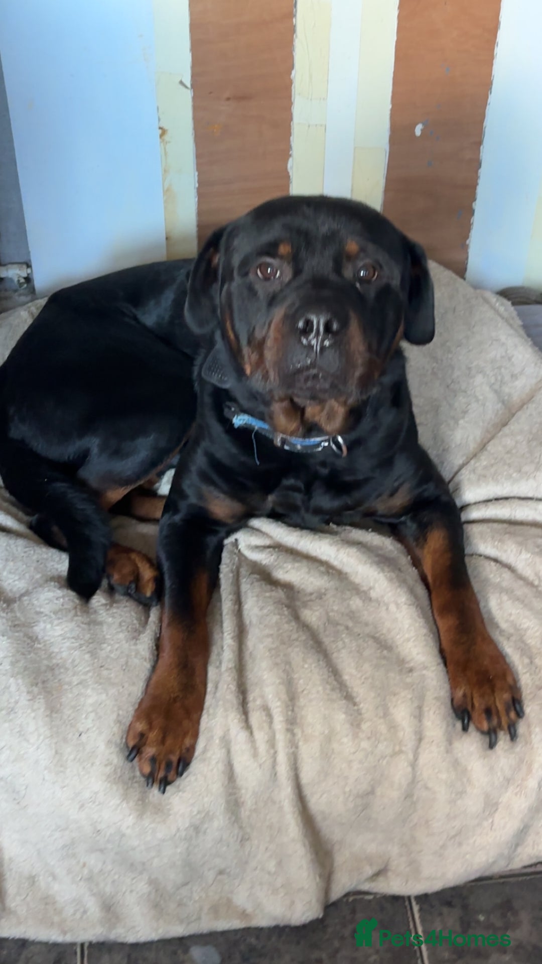 Rottweiler dogs for sale: Rottweiler  - Image 2