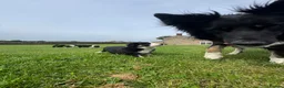 Border Collie dogs for sale: Border Collie Puppy’s litter of 6 gorgeous pups.  - Advert 21